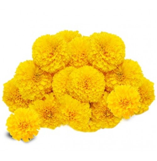 Flowers for Pooja and Decoration (250gms)